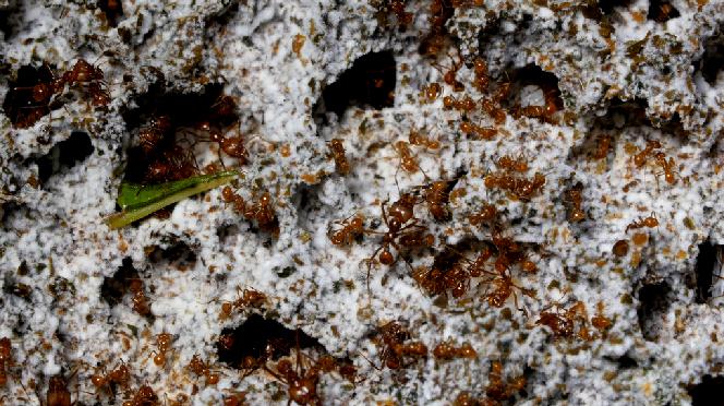 sarang jamur semut pemakan daun